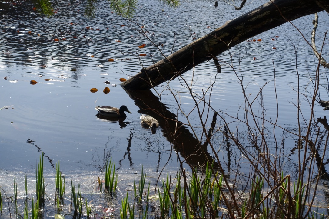 A full-size image example